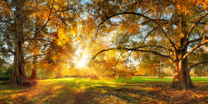 Beautiful large trees with colorful leaves in a park in autumn, with the sun shining through the foliage into the camera 