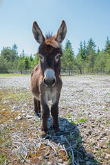 young brown donkey standing on barren pastureground