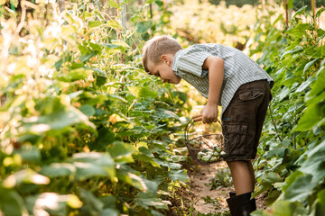 The little boy carefully collects cucumbers in the garden bed