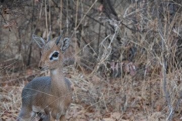 Close up of a small klipspringer antelope- oreotragus oreotragus - standing in the yellow grasslands.