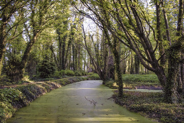 Vibrant Forest With Natural Waterscape