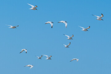 Fototapeta premium Flying seabirds. The roseate tern (Sterna dougallii) is a tern in the family Laridae. 