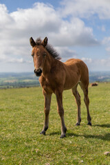 Fototapeta na wymiar Young brown and wild horse walking in the middle of nature during a sunny day in the UK