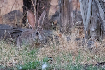 Close up of Cape hare between yellow and green grass