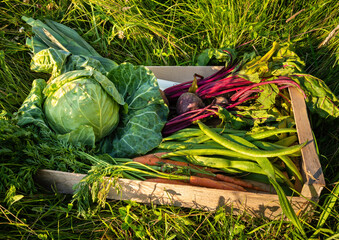 Box of freshly grown vegetables in a field setting and lit by the warm evening sun.