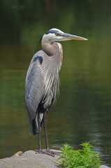 great blue heron ardea cinerea