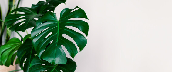 banner Monstera deliciosa or Swiss cheese plant on a white background. Stylish and minimalistic...