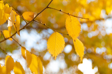 orange autumn leaves against cloudy sky, nature wallpaper
