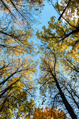 autumn trees wild angle view against blue sky