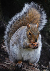 squirrel eating nut