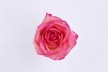 Pink rose isolated on a white background. Top view.
