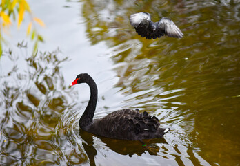 Naklejka premium autumn black swan swims in the pond