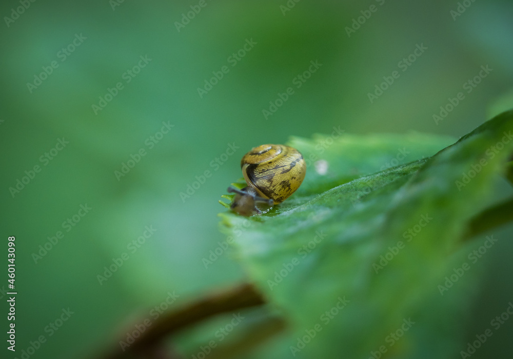 Poster scenic view of a snail crawling on a leaf on a blurred background