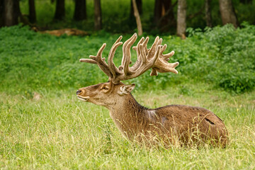 Naklejka na ściany i meble Deer with big horns