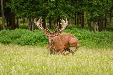 Deer with big horns
