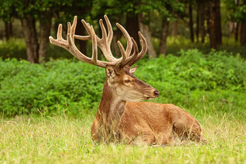 Deer with big horns