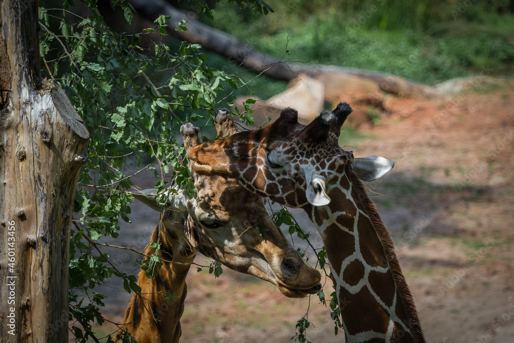 Poster scenic view of two giraffes in the zoo on a blurred background