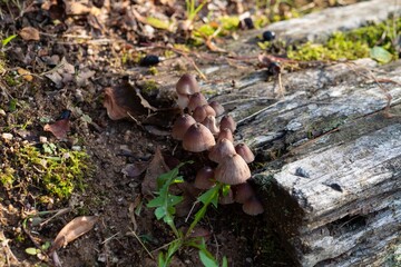mushrooms in the forest