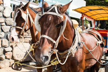 Obraz premium Cavalos com aparatos para servirem a uma pequena carruagem