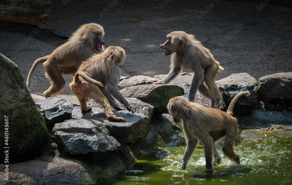 Poster Scenic view of monkeys together in a zoo in a sunny weather