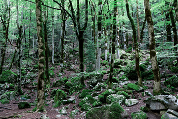 Green forest tree foliage in summer shining through leaves, natural canvas texture in watercolor style