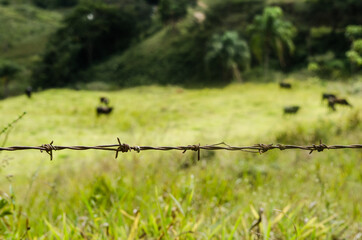 Arame Farpado com paisagem verde desfocado ao fundo