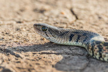 A Yellow-spotted Keelback Snake (Fowlea flavipunctatus)