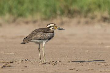 The globally near-threatened Great Thick-knee (Esacus recurvirostris) on the bare ground