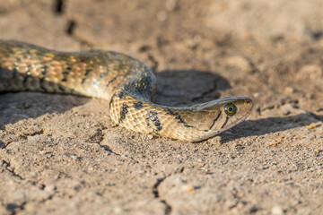 A Yellow-spotted Keelback Snake (Fowlea flavipunctatus)