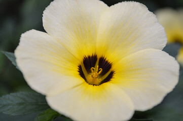 Fototapeta na wymiar Flor amarela em detalhes