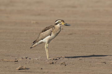 The globally near-threatened Great Thick-knee (Esacus recurvirostris) on the bare ground