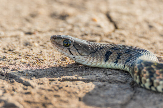A Yellow-spotted Keelback Snake (Fowlea flavipunctatus)