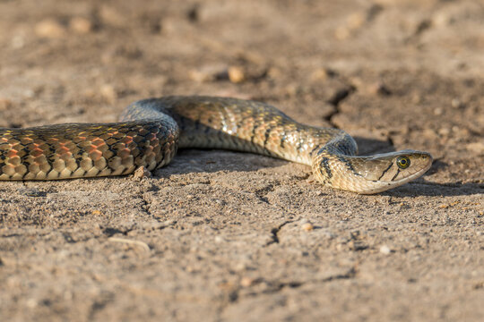 A Yellow-spotted Keelback Snake (Fowlea flavipunctatus)