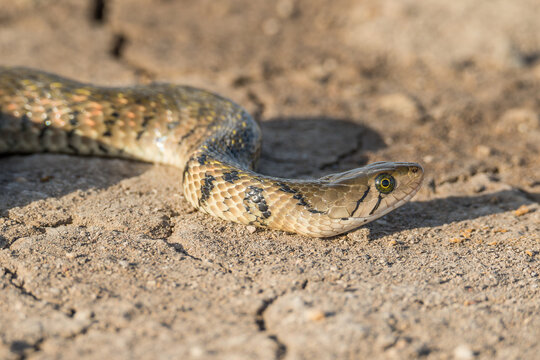 A Yellow-spotted Keelback Snake (Fowlea flavipunctatus)