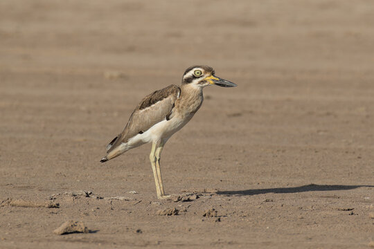The globally near-threatened Great Thick-knee (Esacus recurvirostris) on the bare ground