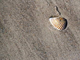 A lone sea shell rests on the shore of a sandy beach in Florida.