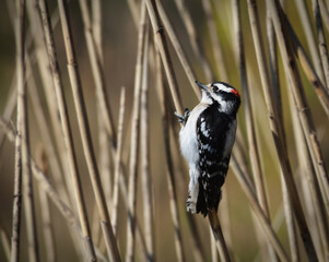 Woodpeckers on reeds.