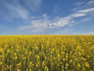 Obraz premium Endless rapeseed field in summer