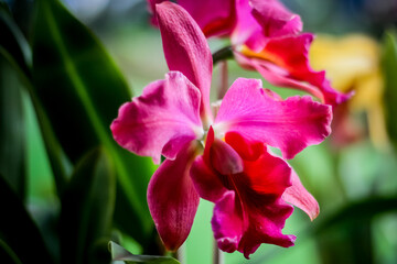 Fototapeta na wymiar Orquídea. Rio Grande do Sul. Brasil (orchid)