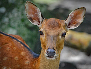 Fawn in the woods