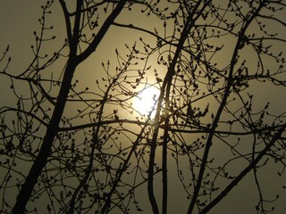 Silhouette of a tree on the background of an eclipse