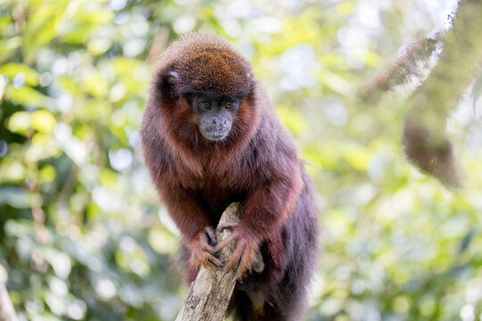 rainforest monkey titi in the zoo