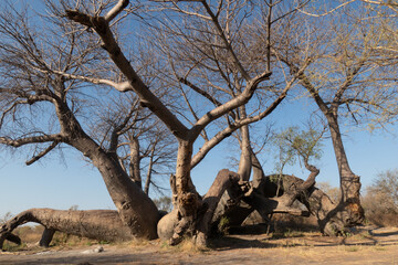 Dorsland trekkers baobab situated in Northern Namibia. At around 2100 years old, this is estimated...