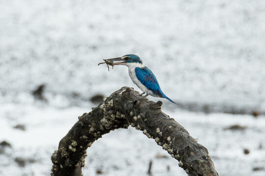 A Collared Kingfisher (Todiramphus chloris) feeding on a crab