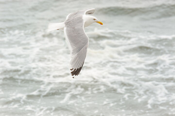 Blick auf Möwe über Meer