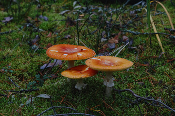 fly agaric mushroom
