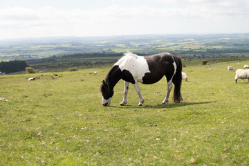 A wild pregnant adult beautiful horse walking in the middle of nature in the UK