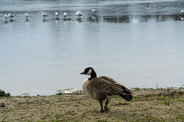 Canadian goose near to the water