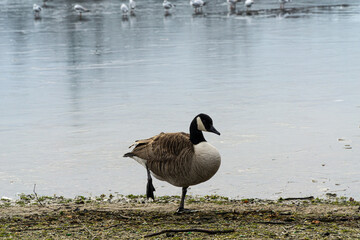 Canadian goose near to the water