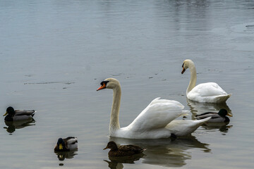 White swans swiming in a lake